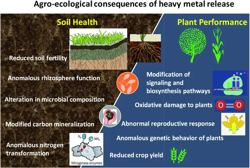 Consequences of heavy metal in field soil.