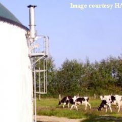 a_Haase-anaerobic digester with cows