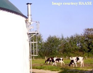a_Haase-anaerobic digester with cows