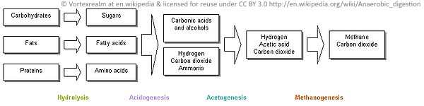 the anaerobic digestion process
