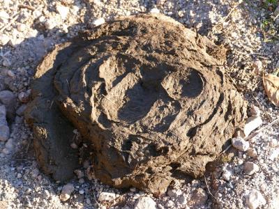 Picture shows dung which is often used as anaerobic process digestion feedstock.