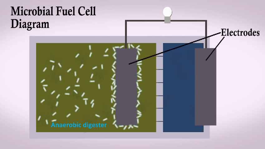 Microbial Fuel Cell Diagram
