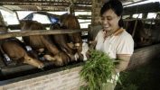 Anaerobic Digestion UK Recent Developments Farm worker feeding animals on anaerobic digestion UK farm