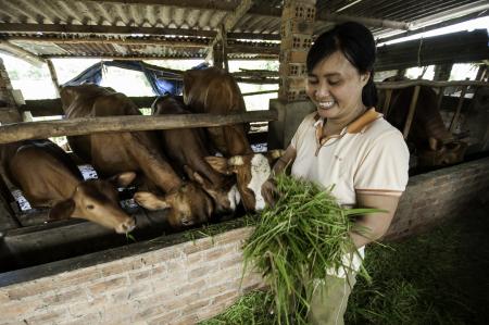 Farm worker feeding animals on anaerobic digestion UK farm