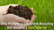 The Phosphorus Crisis & Nutrient Recycling – A Vital Role for Anaerobic Digestion Phosphorus Nutrient Recycling Role for Anaerobic Digestion