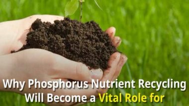 Phosphorus Nutrient Recycling Role for Anaerobic Digestion