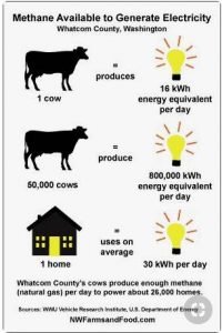 Image is an infographic to answer: How many cows make how much power?