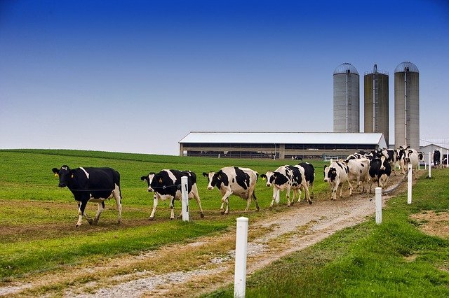 Image shows dairy cows which can provide power via biogas renewable energy plants.