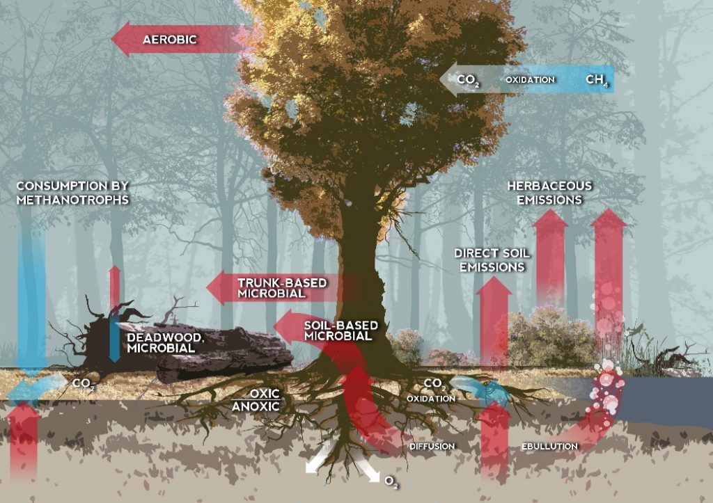 An infographic showing natural methane release and oxidation: The natural carbon cycle.