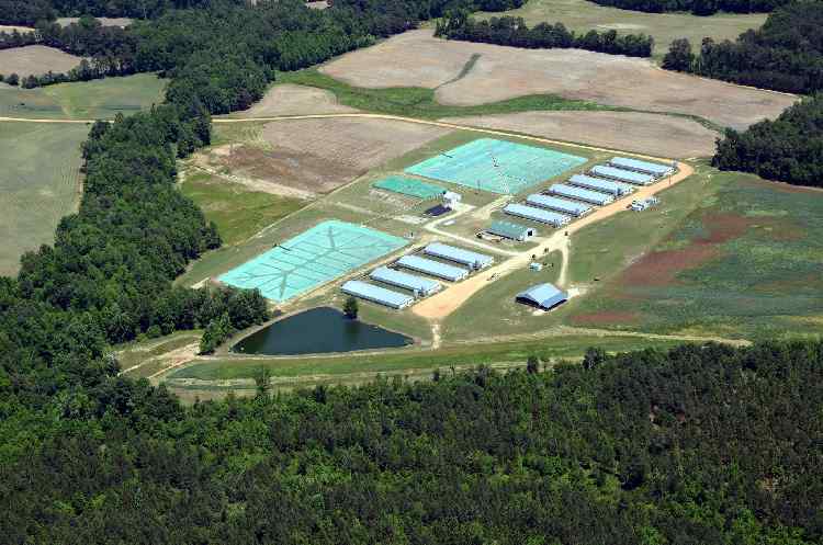 Membrane Covered AD Lagoons at Butler Farms in North Carolina, where they have always tried to minimise its impact on the environment.