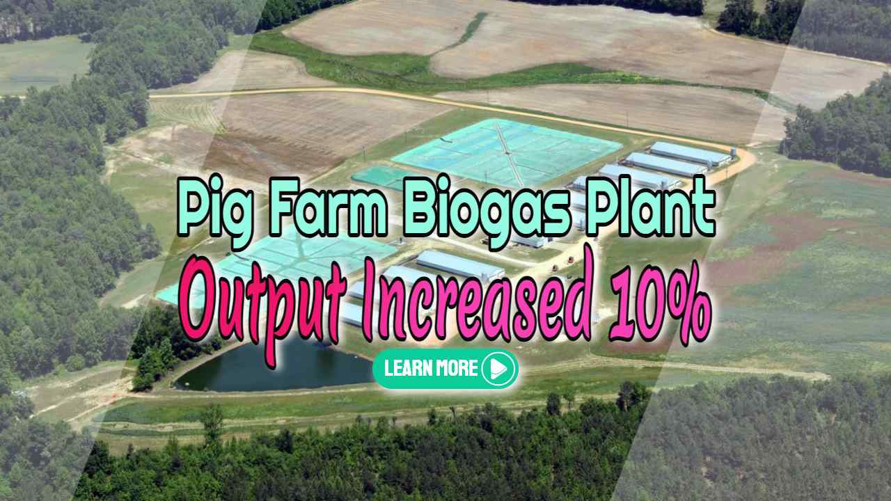 Image text: "Pig Farm Biogas Plant Output Increased 10%".