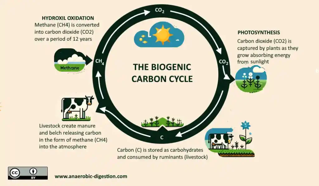 Infographic showing the Biogenic Carbon Cycle.